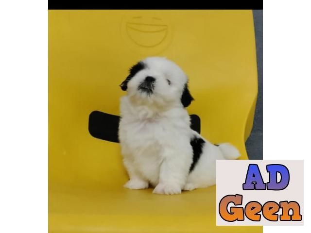 used Shih Tzu male for sale 